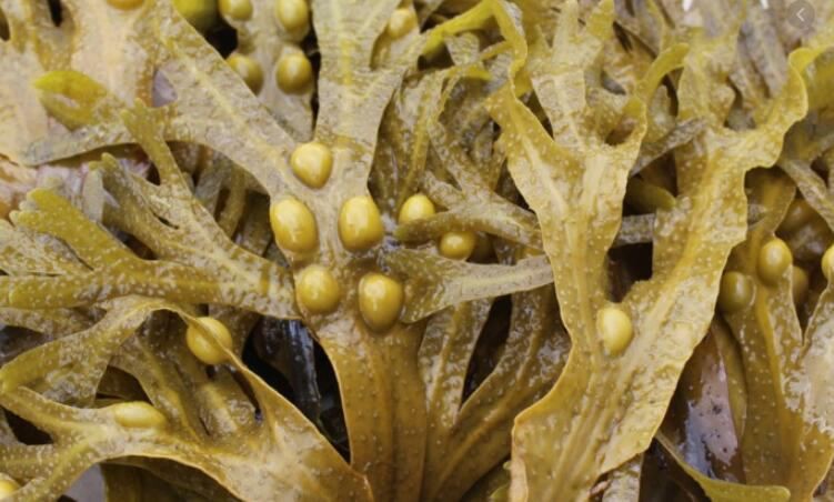 fucus vesiculosus extract-1