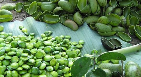 griffonia seed benefits