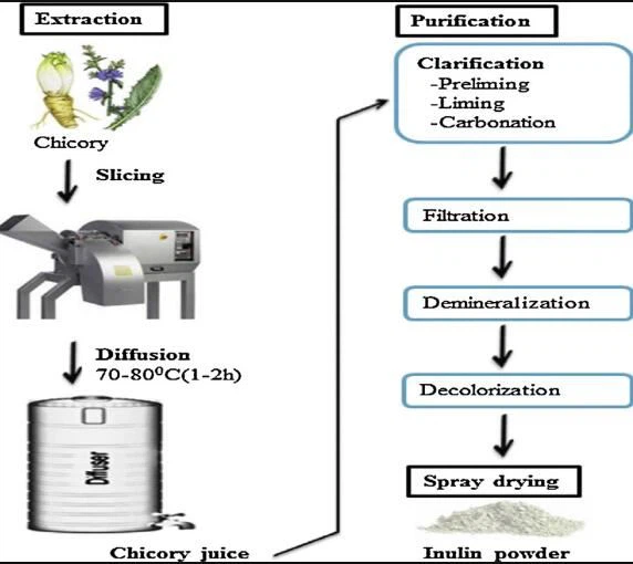INULIN MANUFACTURING PROCESS INULIN MANUFACTURING PROCESS