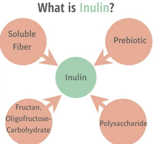 What is the inulin What is the inulin