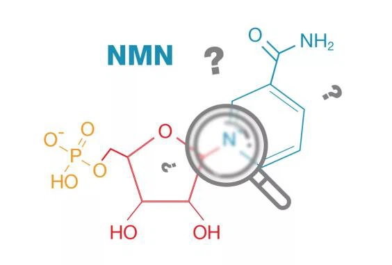 NMN Dosage for Dogs