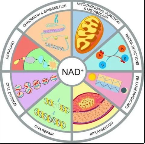 NMN Side Effects