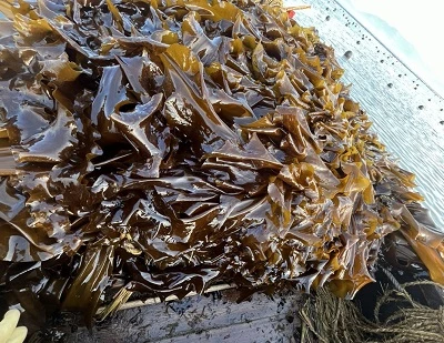 Kelp vs Rumput Laut: Perbedaan Utama, Manfaat, Kegunaan, dan Mana yang Lebih Baik?