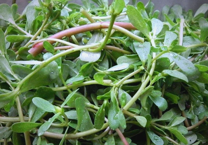 Purslane Purslane