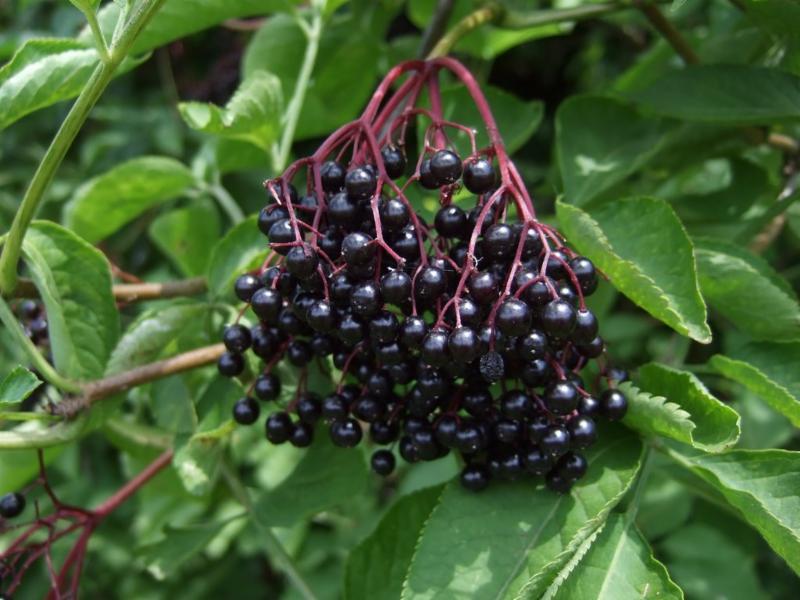 Elderberry Juice Powder - Hippocrates 'Medicine Chest'