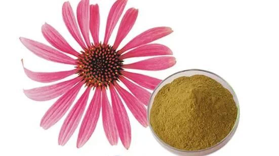 Ekstrak Echinacea Goldenseal