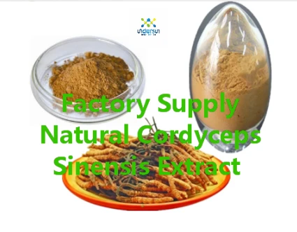 Mana untuk Beli ekstrak Cordyceps terbaik