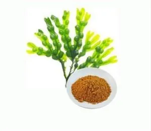 Bubuk Bladderwrack Organik