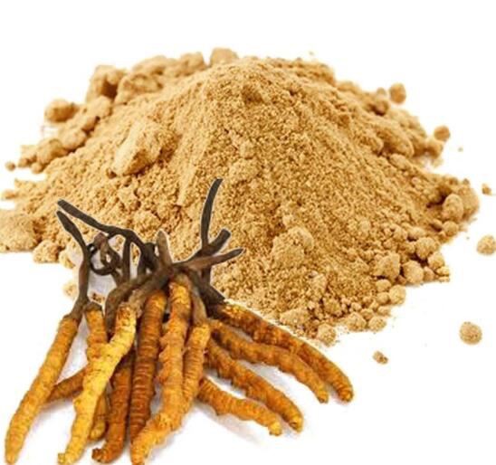 Bubuk Cordyceps Sinensis