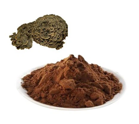 Ekstrak Coriolus Versicolor