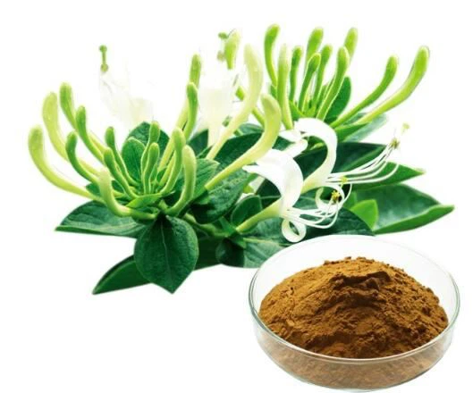 Ekstrak Honeysuckle
