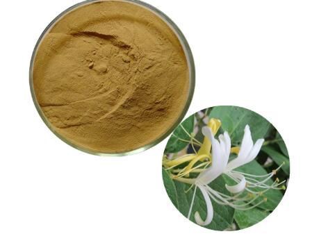 Ekstrak Bunga Lonicera Japonica Honeysuckle