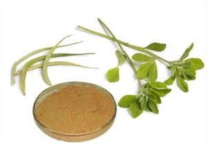 Bubuk Gymnema Sylvestre