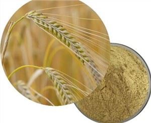 Bubuk Ekstrak Malt