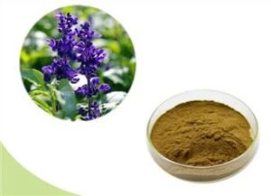 Ekstrak Daun Salvia Officinalis