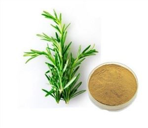 Ekstrak Grosir Rosemary