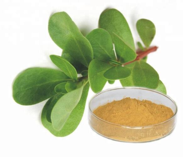 Ekstrak Krokot Portulaca Oleracea