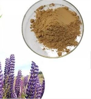 Ekstrak Biji Lupinus Albus
