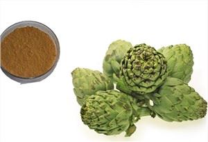 Ekstrak Artichoke Organik